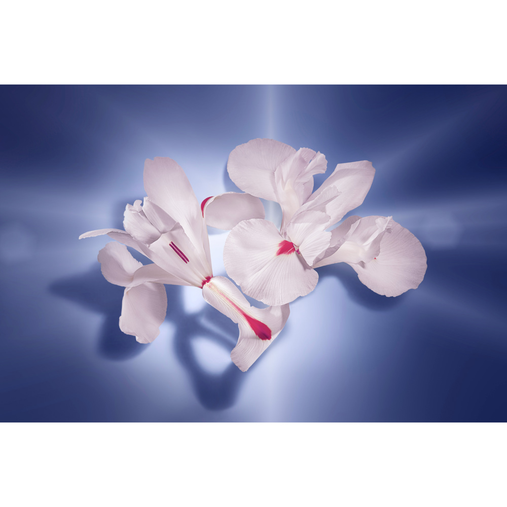 La Vie Est Belle L'absolu, EdP