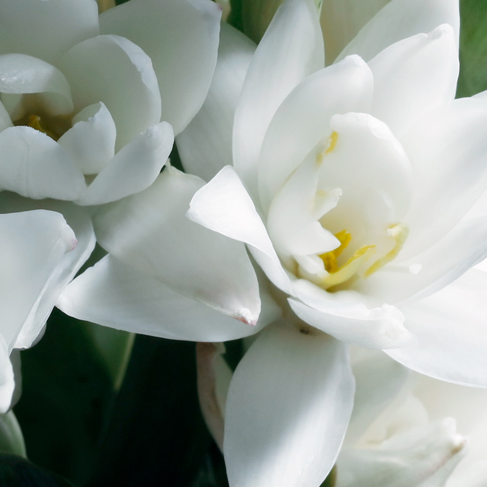 Woman by Ralph Lauren, EdP