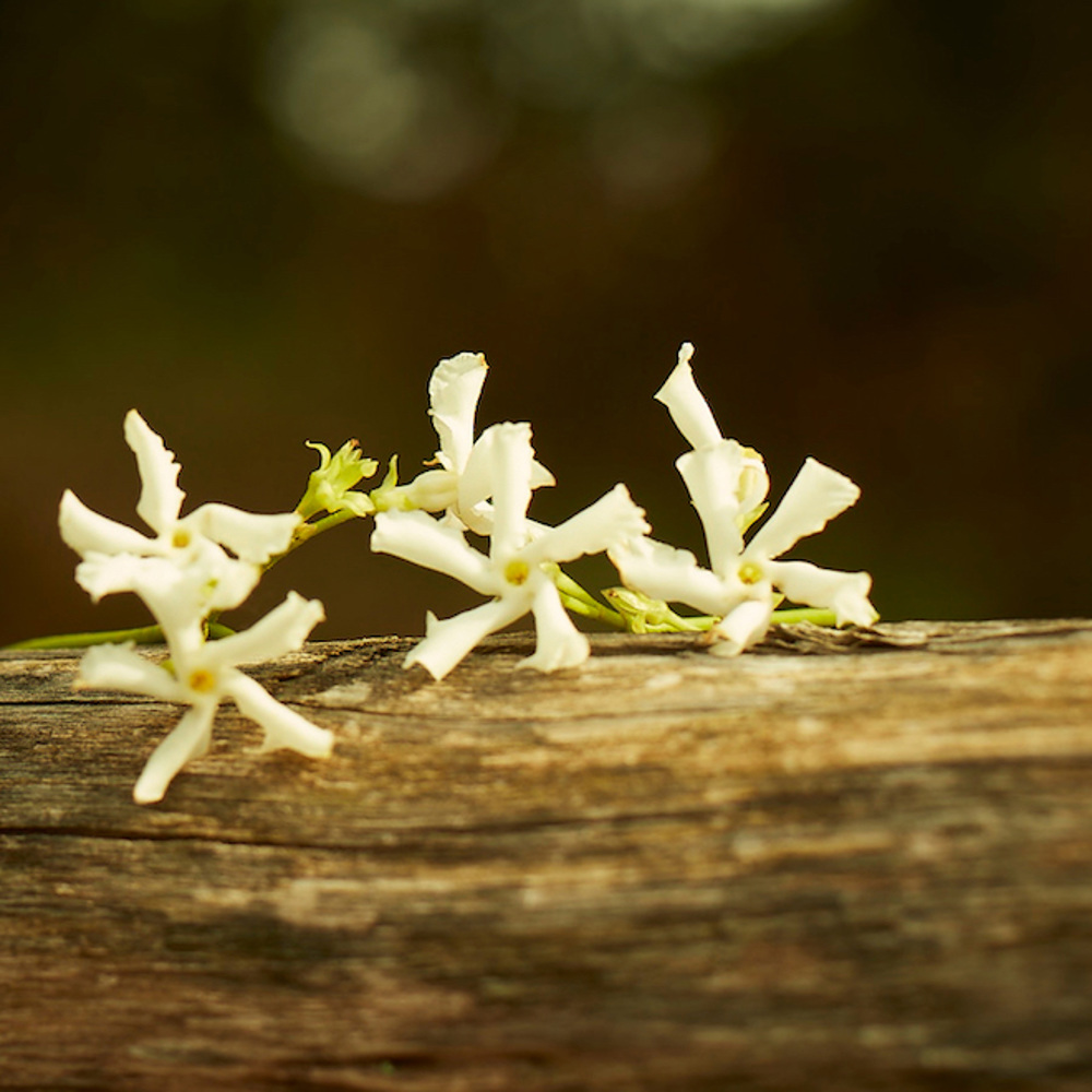 Mémoire D'Une Odeur, EdP