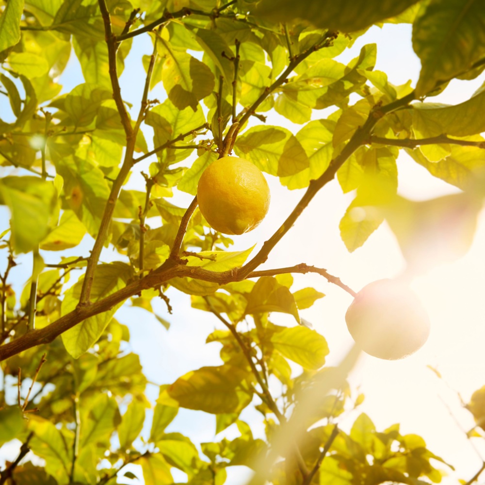 Replica Under the Lemon Trees, EdT