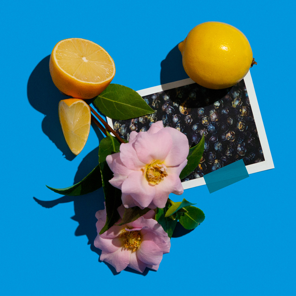 Camélia Intrépide, EdC