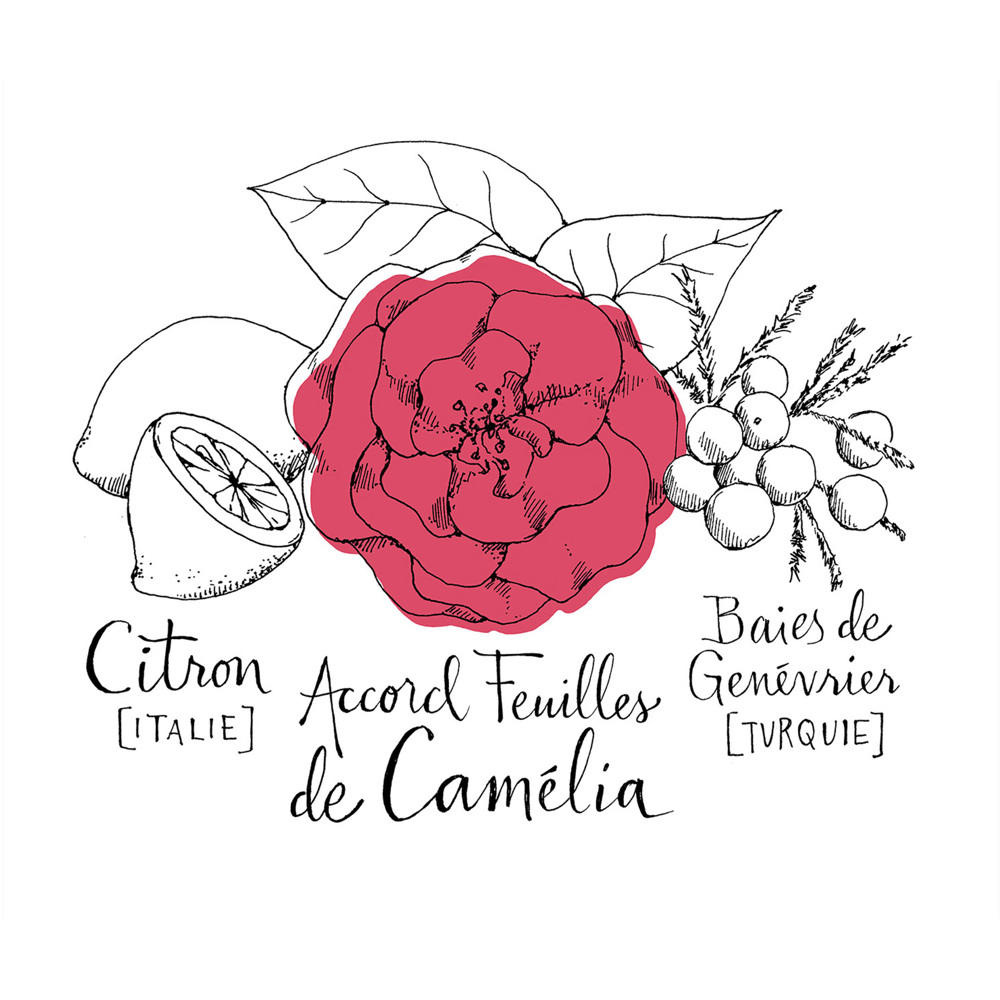 Camélia Intrépide, EdC