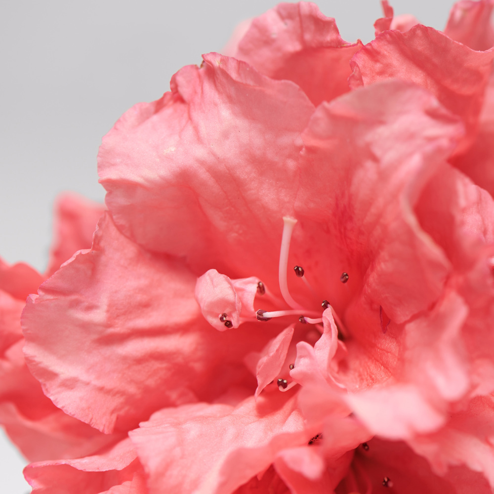 Purifying Mask, 50ml