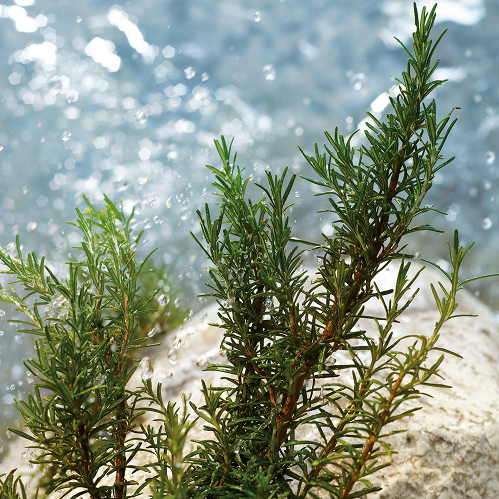 Light Blue Pour Homme Summer Vibes, EdT