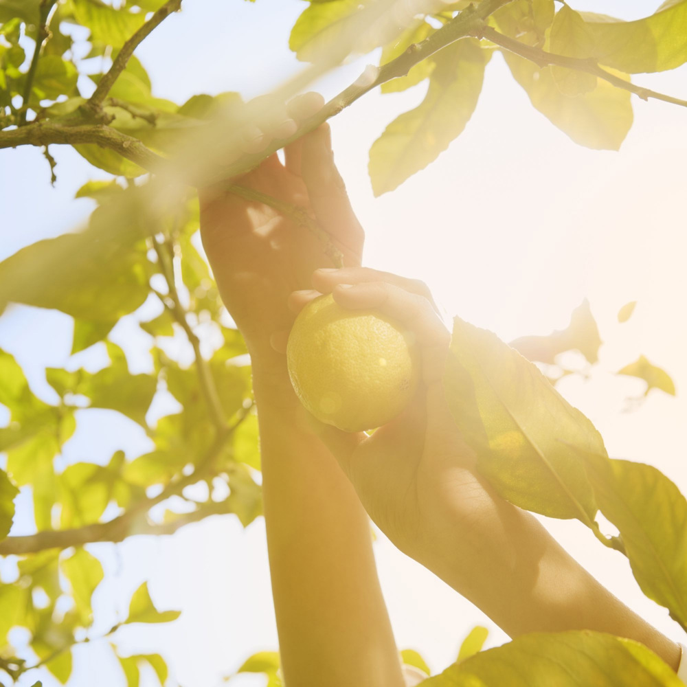 Replica Under Lemon Trees, EdT