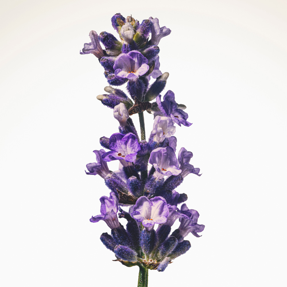 Goddess Intense, EdP