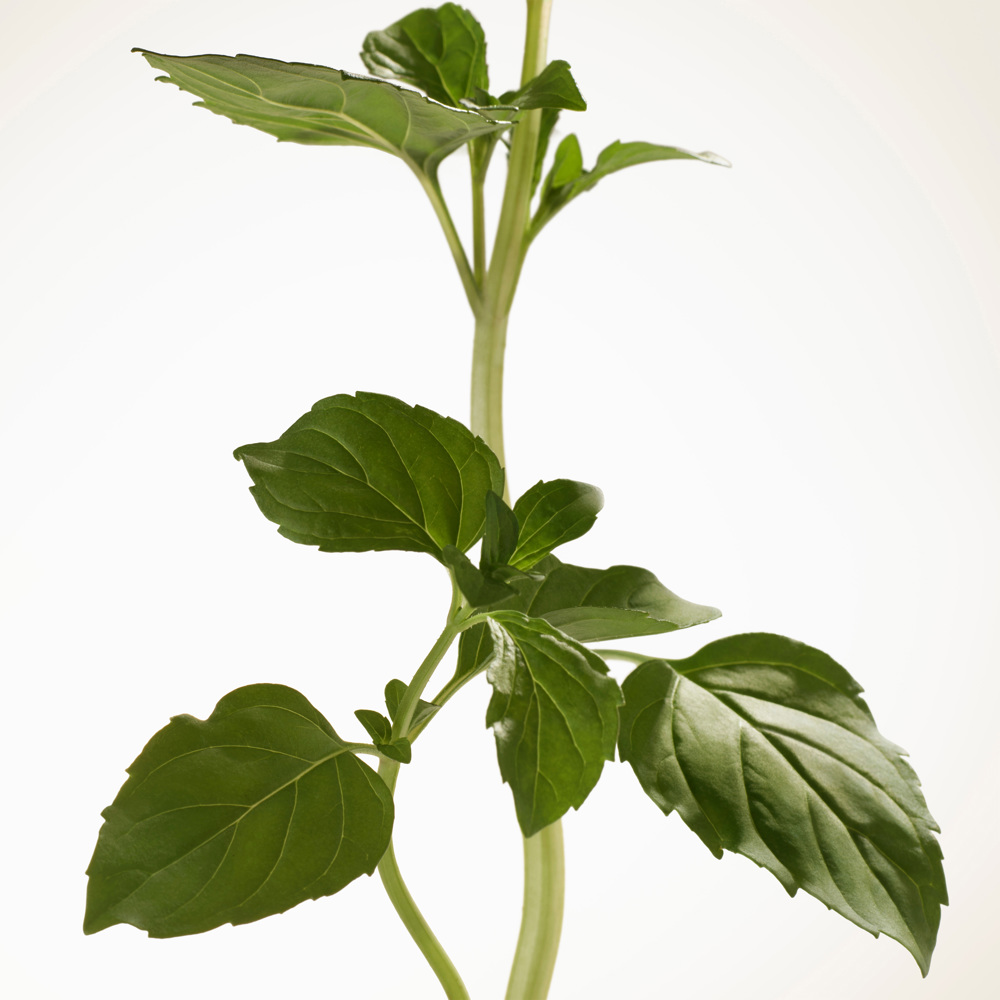 Goddess Intense, EdP