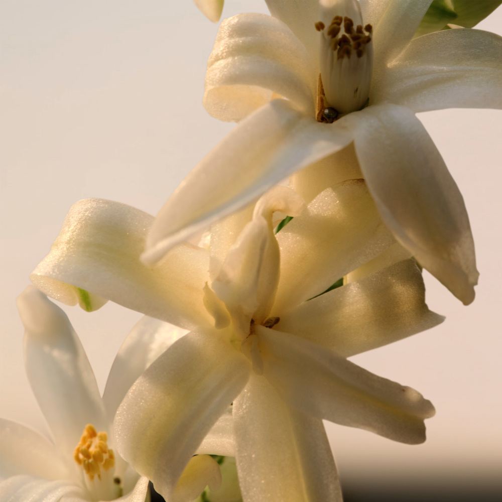 Chloé, Le Parfum